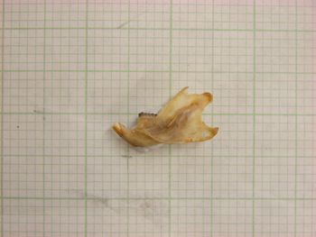 Media type: image;   Mammalogy 26358